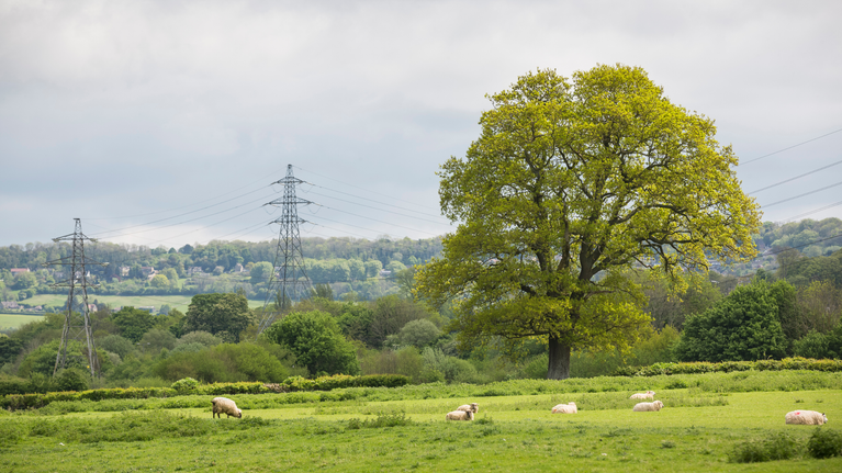 Sheep grazing in green countryside field with trees and power pylons running through the field.